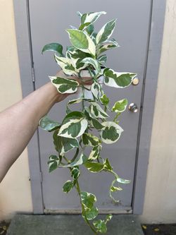 Pothos N Joy Trailing House Plant 4” Pot