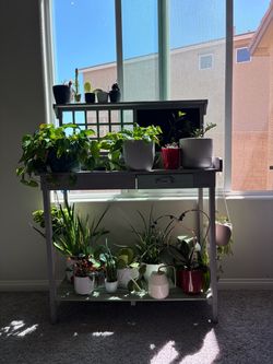 Plants and plant stand - moving out sale!