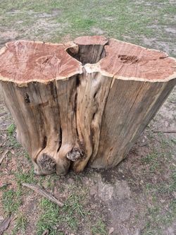 Massive Cedar Stump