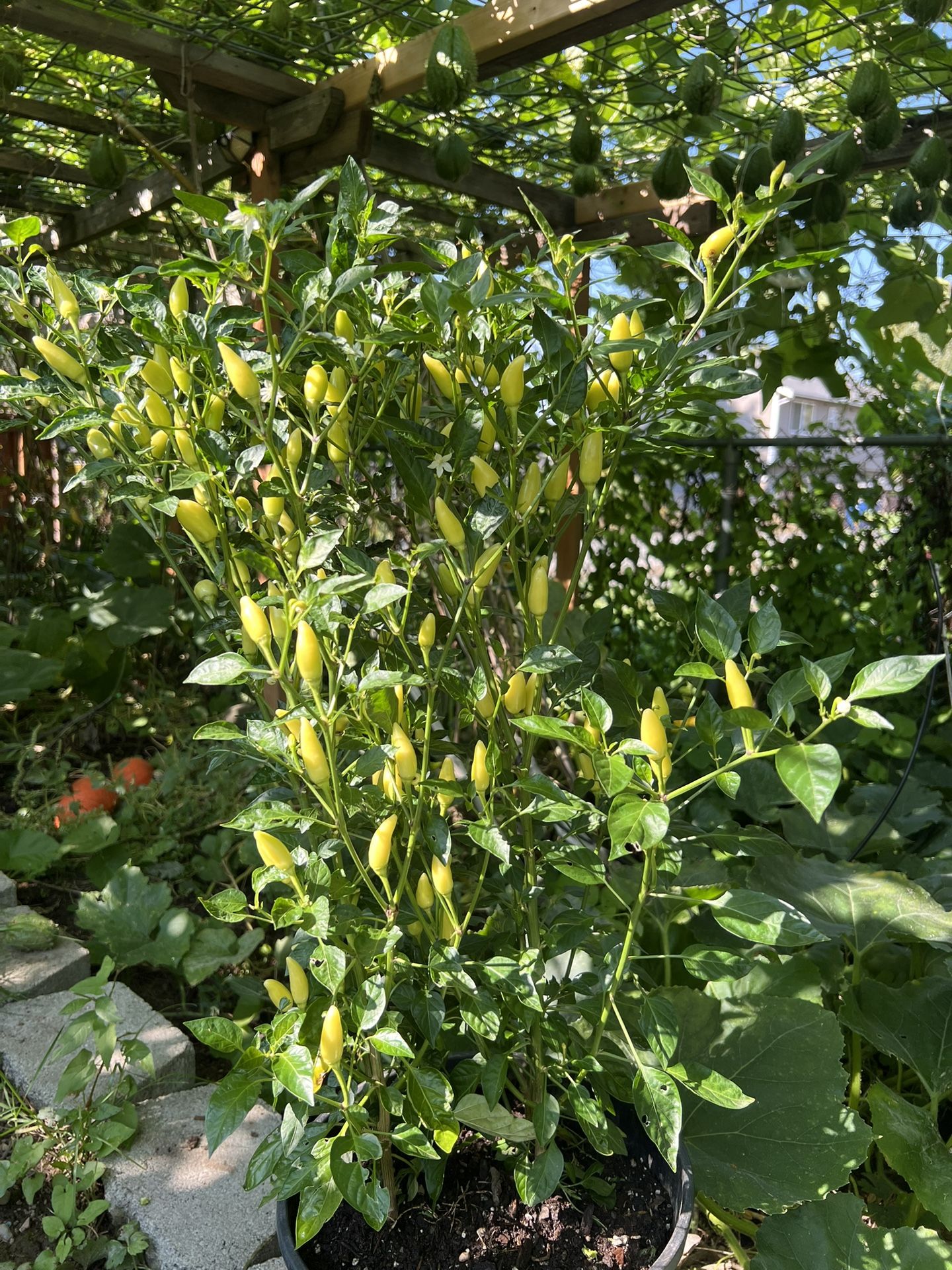spicy pepper