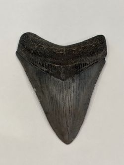 Genuine 3.75” Fossil Megalodon Shark Tooth – Complete Root & Bourlette, Natural, No Repairs