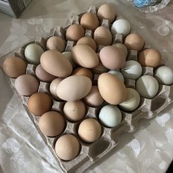 eggs for sale 