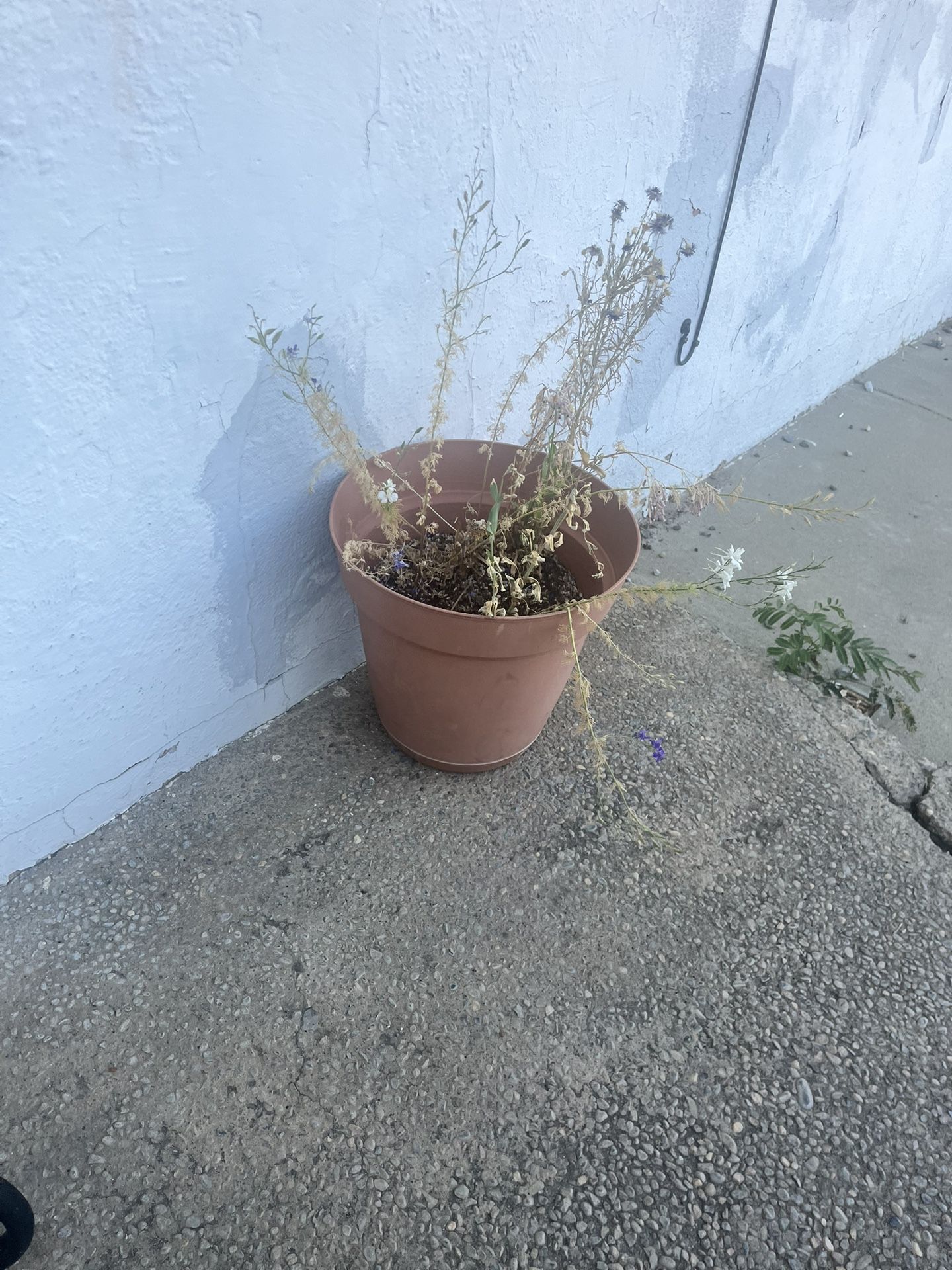 Plants/flower Pots