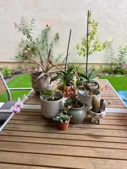 Assorted plants and pots