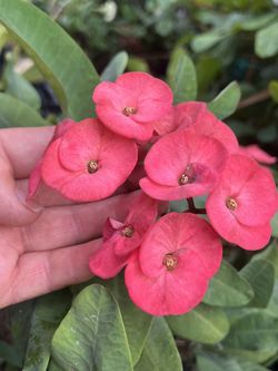 Crown Of Thorns Plant 5 Gal Pot