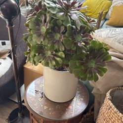 Plant With Ceramic Pot