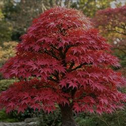 Japanese Maple Tree/Bonsai 