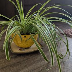 Spider Plant - The Air Purifier 