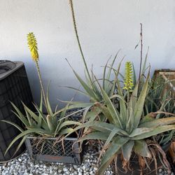 Free Aloe Plants 