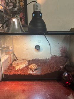 Reptile tank with everything