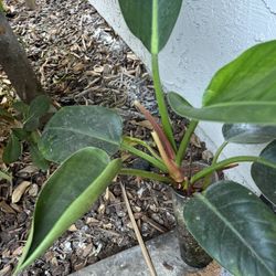 🪴Philodendron Green Congo🪴