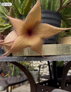Ceropegia Gigantea (Zulu / Starfish Plant) Cuttings