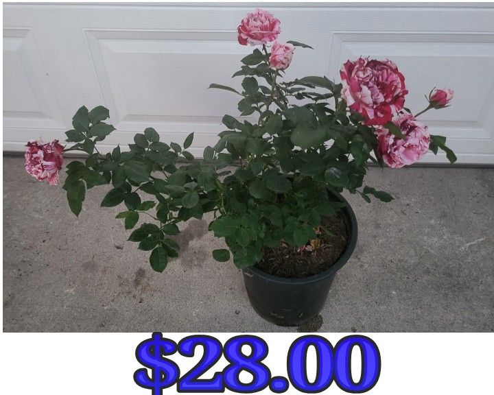 Rose Plant
