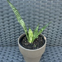 Snake Plant sansevieria