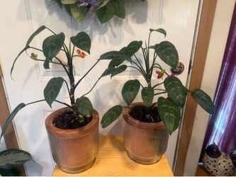 Chinese Evergreen Plant