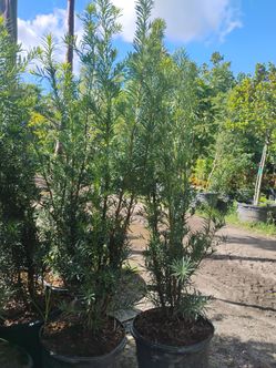 Podocarpus hedges 15gl 5.5-6ft