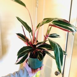 Live indoor Stromanthe Triostar plant in a plastic nursery planter pot—firm price