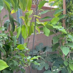Lisa Atemoya (big Rootstock; Grafted Plant)