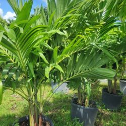 Beautiful Christmas Palms 6 Feet Tall Measurements Over The Pot!!! Fertilized 