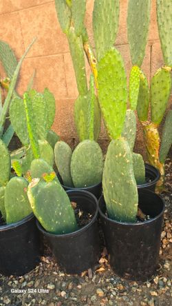 Nopales