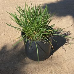 Garlic Plant