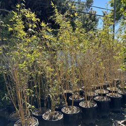 bamboo alphonse karr