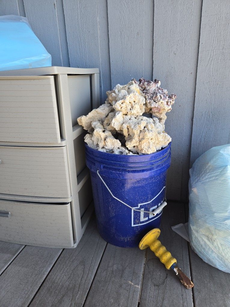 5 Gallon Bucket Of Saltwater Marco Rock