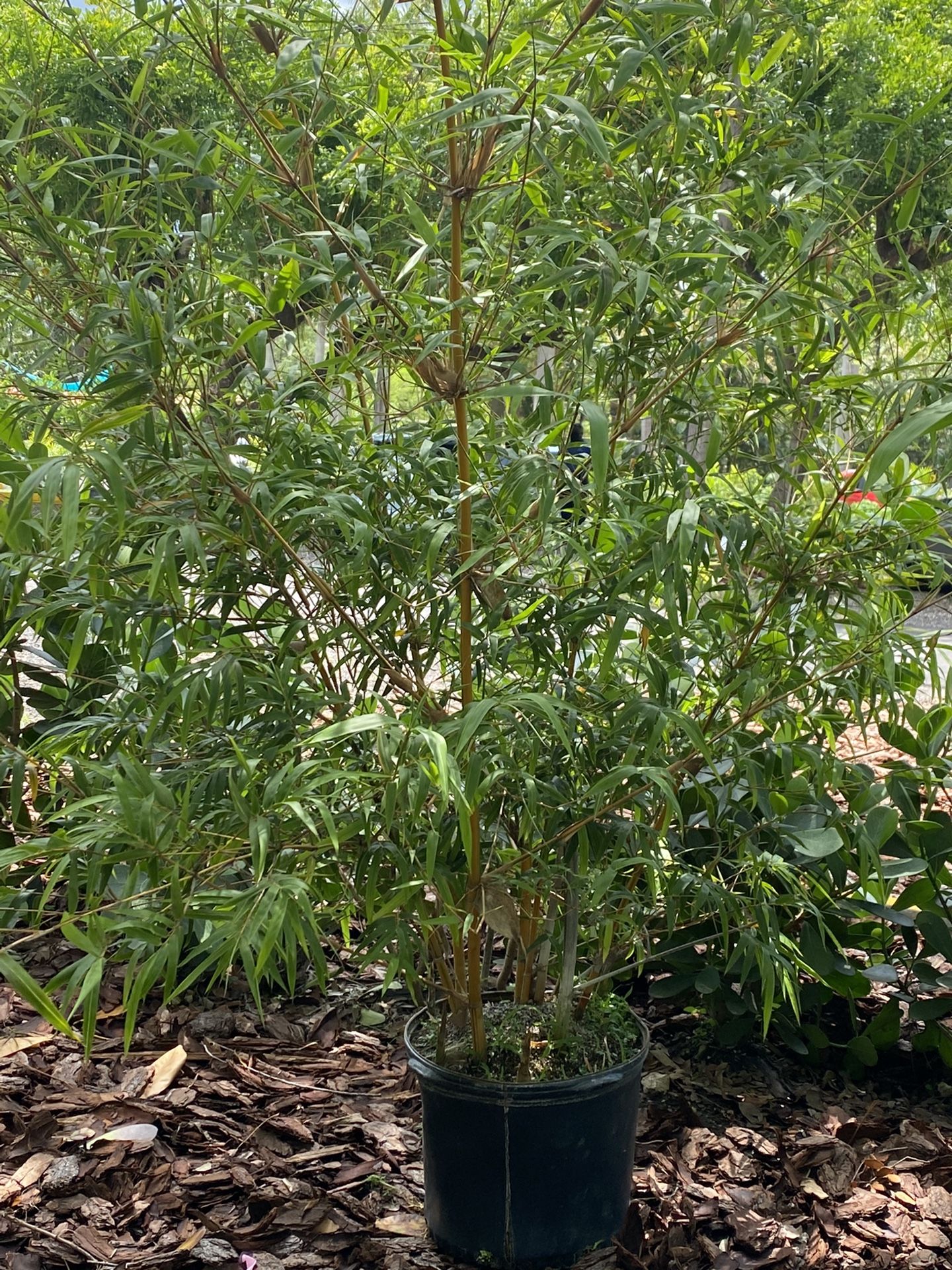 Bamboo Grass And Plants Selection