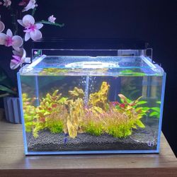 Shrimp Tank