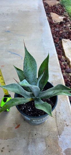 Agave Americana