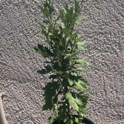 (XL) Chrysanthemum LIVE PLANT