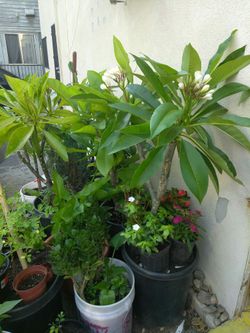 Plantas