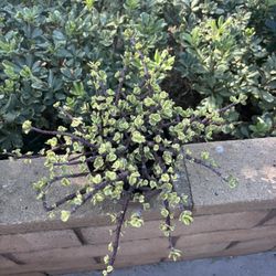 Sweet Succulent For Sale 