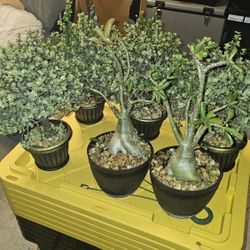 Jade Bonsai, Ponytail Palm Bonsai, & Desert Rose Bonsai 