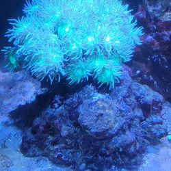 Corals For Sale