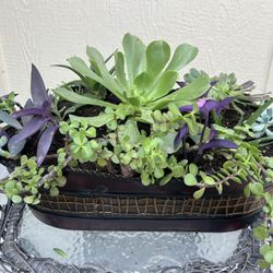 Large Beautiful Succulent Planter