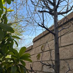 Plum(ciruela) Juicy Sweet Yellow Japanese Shiro Plum