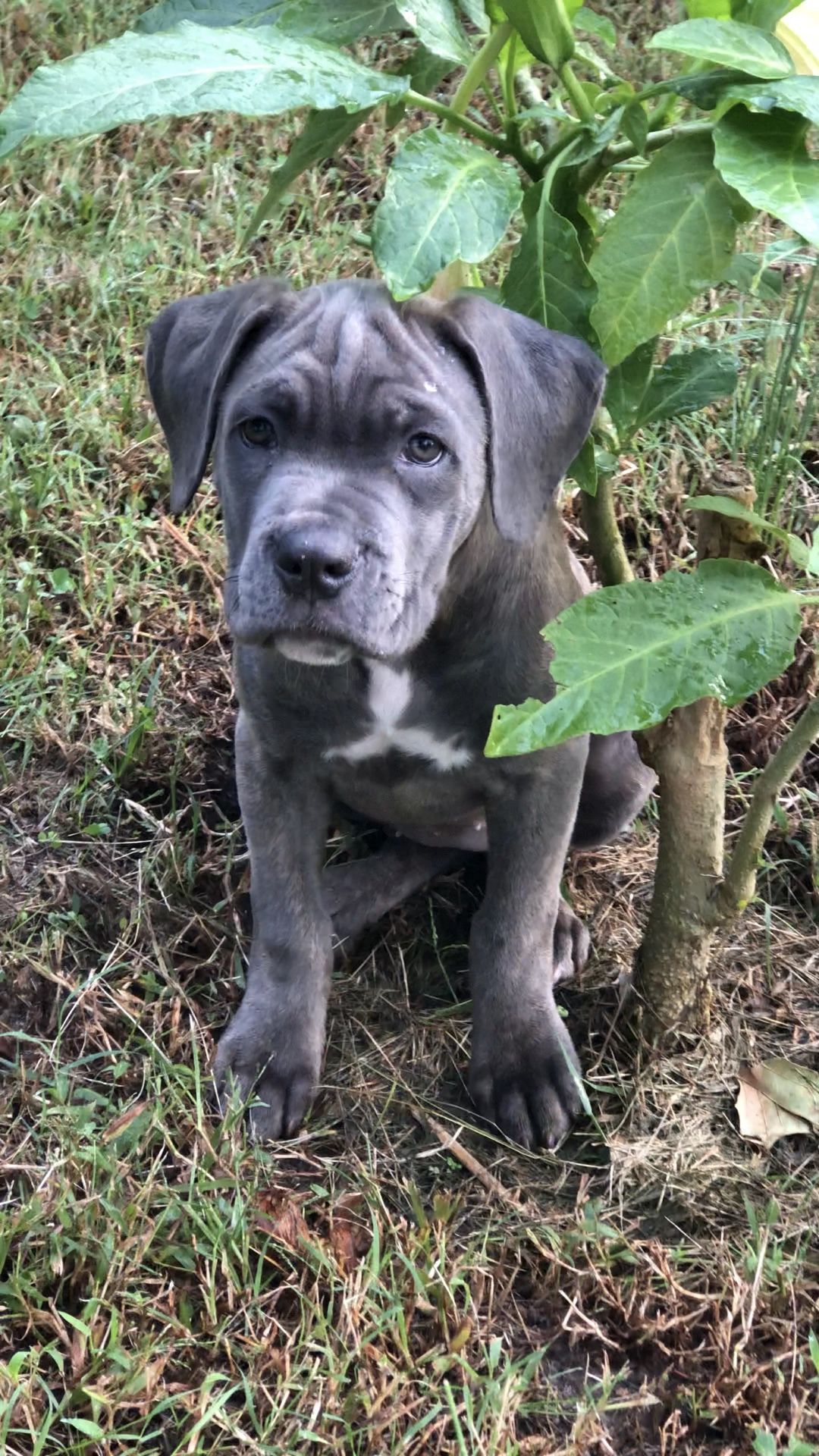 Cane corso pup
