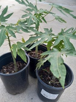 PAPAYAS TREE 12.00 DLLS EACH