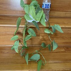 Beautiful Cebu blue Pothos plant with pot