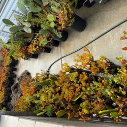 Plants Start At $3 Up Each 