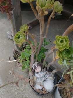 All plants for sale .nice palm tree too