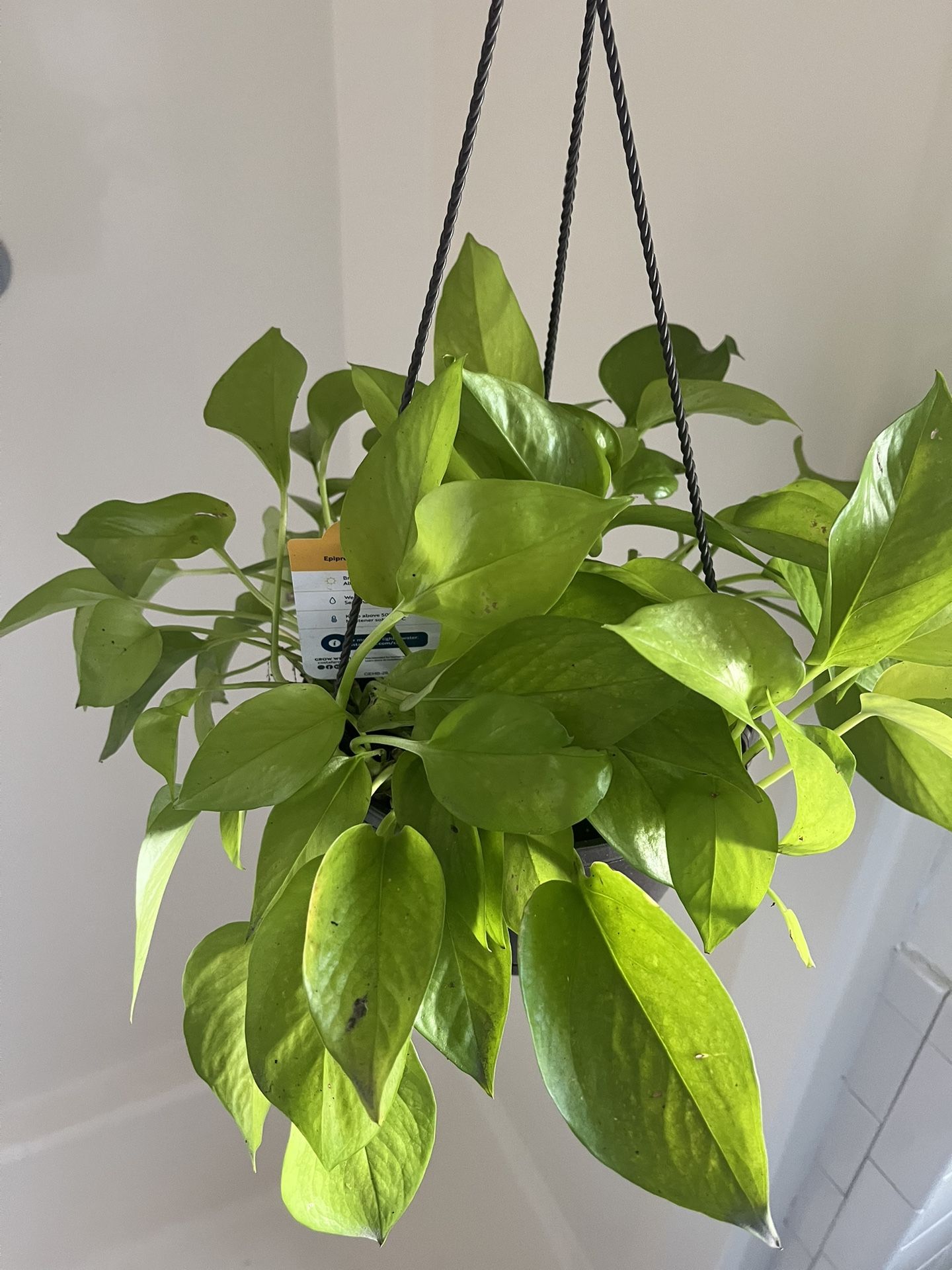 Neon Pothos In Hanging Basket