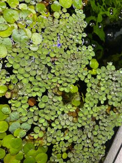 Fish tank plants floating