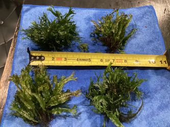 AQUARIUM LIVE PLANTS