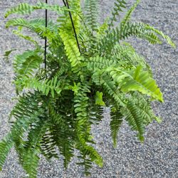 Boston Fern Plant 6" Pot