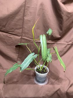 Indoor Live Plant