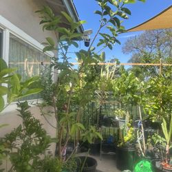 Guava Fruit Tree Eight Feet Tall With Flowers 
