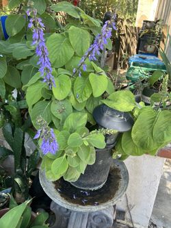 Plants drought tolerant easy to grow in 5 gallon pots
