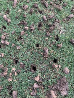 Lawn aeration